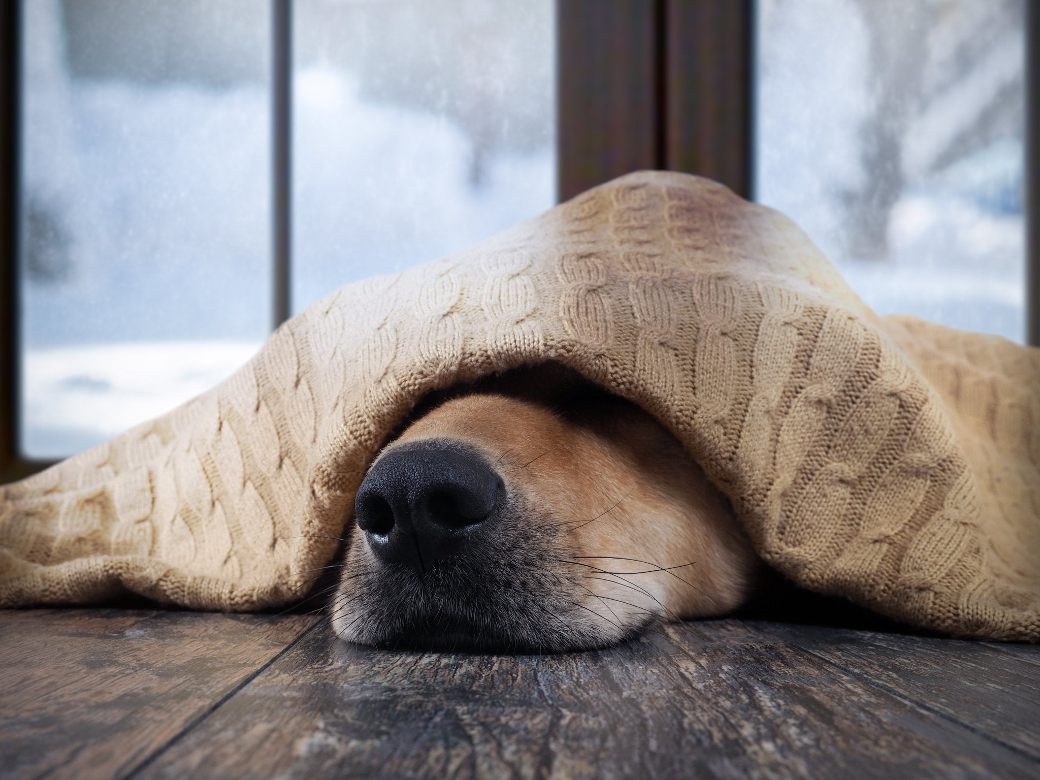 Dog electric blanket online