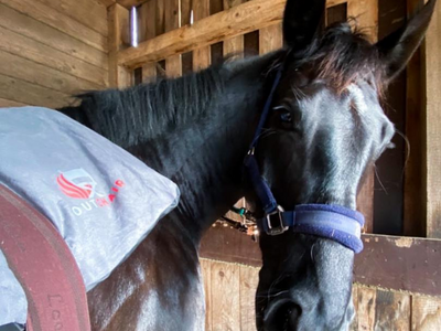 Which blanket does your horse need?